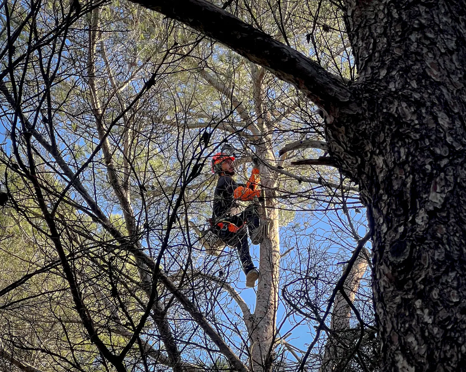 Élagage professionnel d'un arbre par un paysagiste expert dans le Pays d'Aix