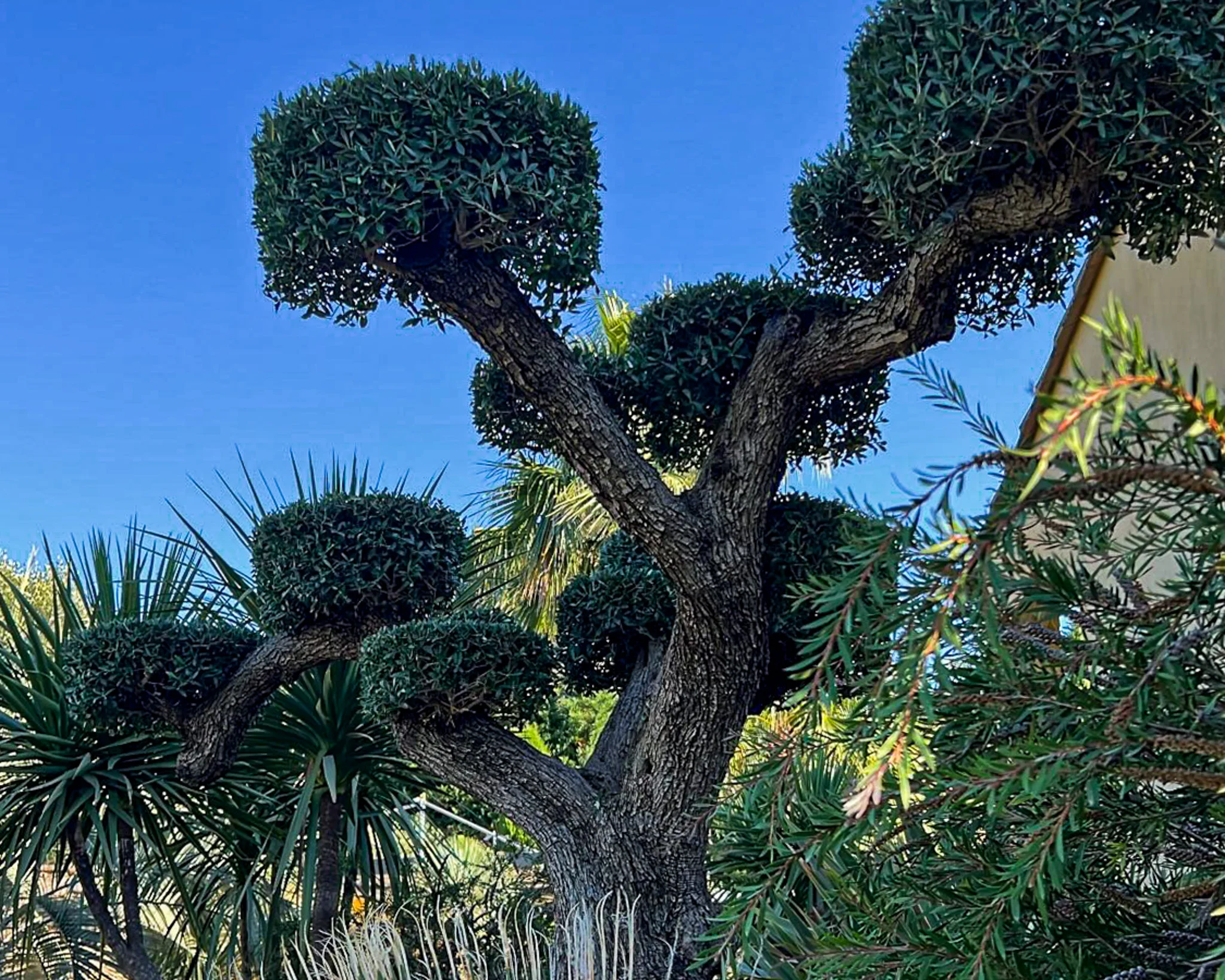 Entretien et taille précise d'un olivier en forme nuage (style bonsaï) pour conserver sa forme unique, dans un jardin à Bouc-Bel-Air.