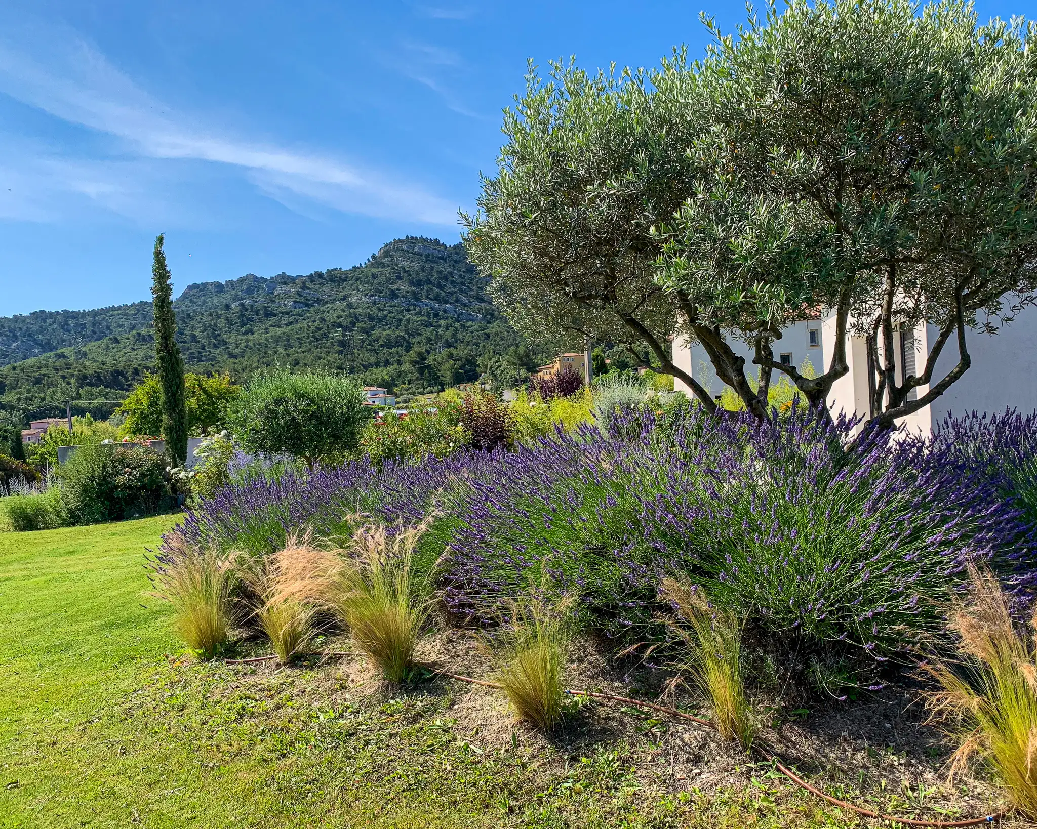 Création d'un massif méditerranéen avec lavande, graminées et olivier, offrant une vue sur les collines, dans un jardin aménagé à Fuveau.