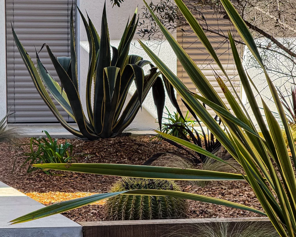 Gros plan sur un massif méditerranéen avec Agave, cactus et paillage, faisant partie d'un aménagement complet de jardin à Saint-Marc-de-Jaumegarde