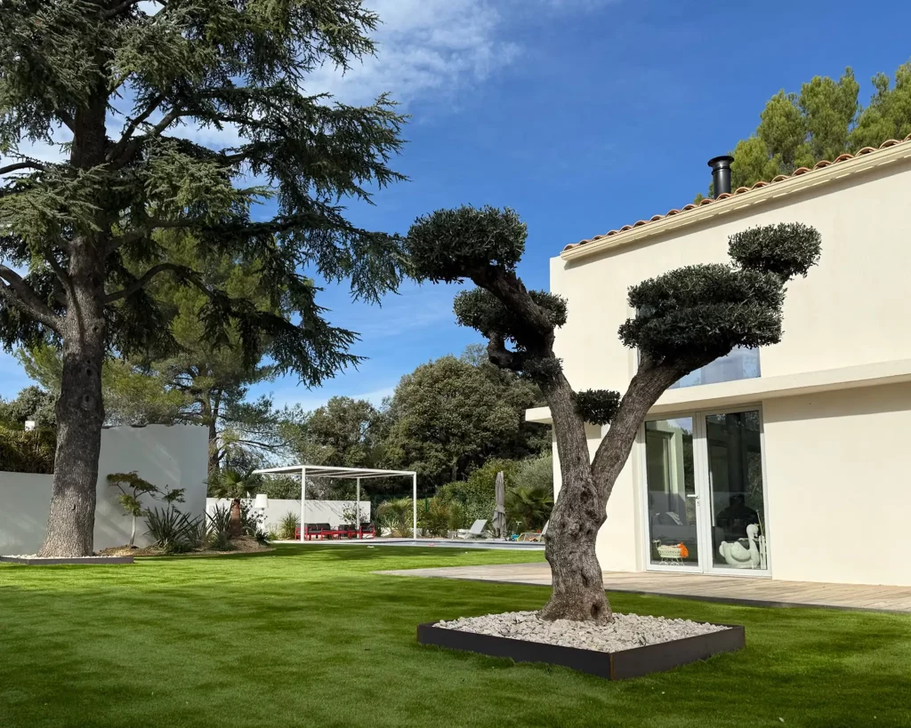 Olivier centenaire taillé en nuage (style bonsaï), mis en valeur par un aménagement de jardin moderne avec gazon synthétique à Venelles.