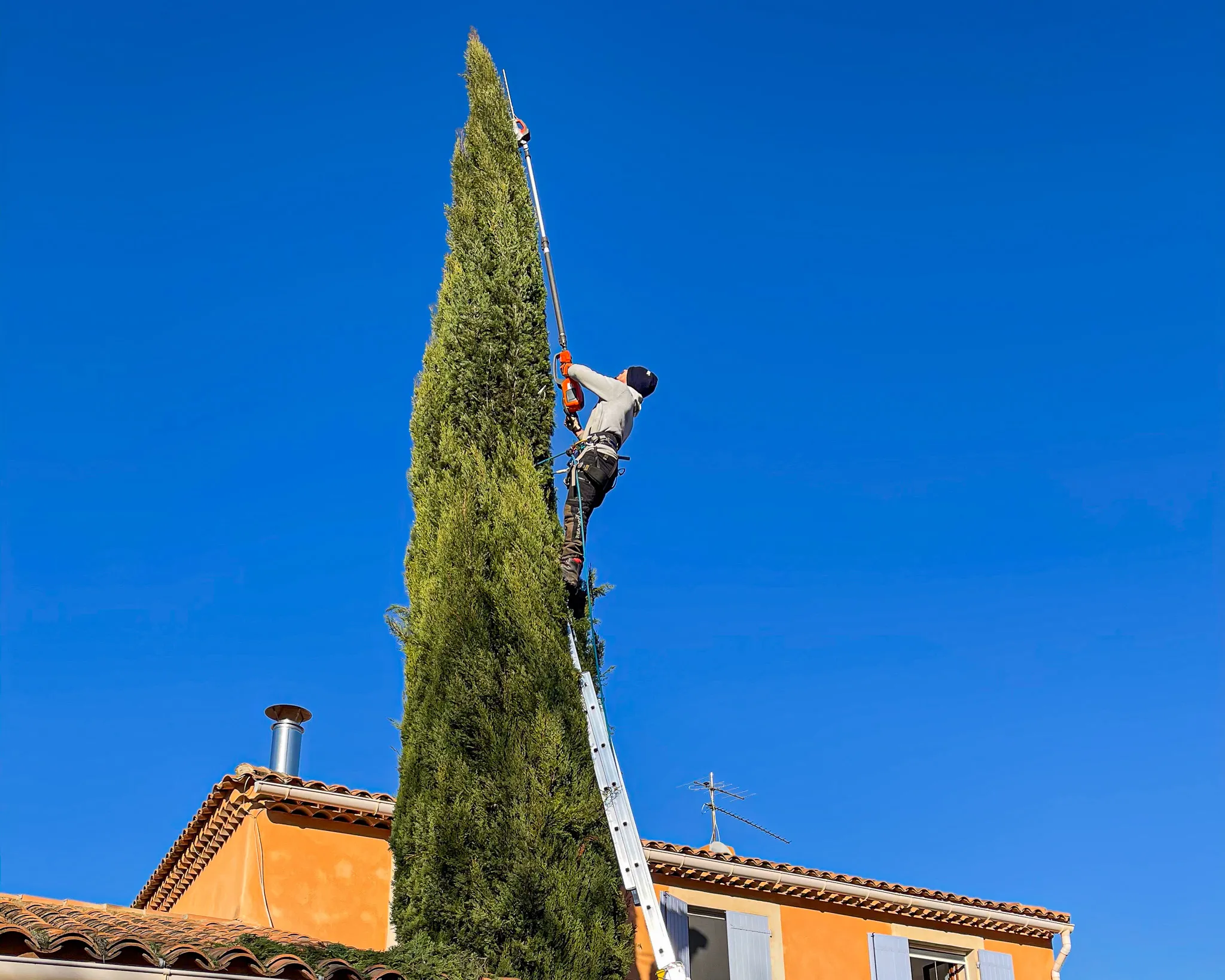 Élagage et taille en hauteur d'un grand cyprès de Provence par un arboriste grimpeur, assurant l'entretien des arbres à Cassis.
